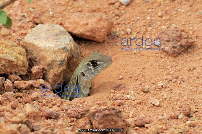 : Malaysian Butterfly lizard : Malaysian Butterfly lizard