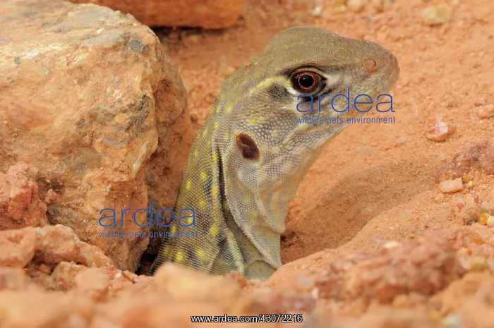 : Malaysian Butterfly lizard : Malaysian Butterfly lizard