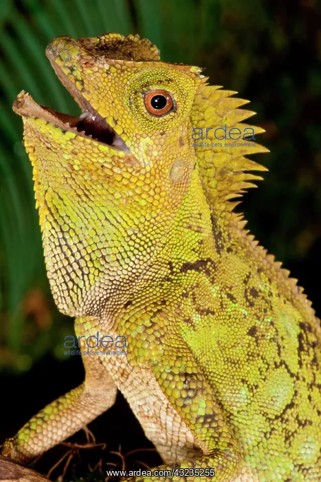 : Malaysian Crested Dragon Lizard, Goniocephalus : Malaysian Crested Dragon Lizard, Goniocephalus