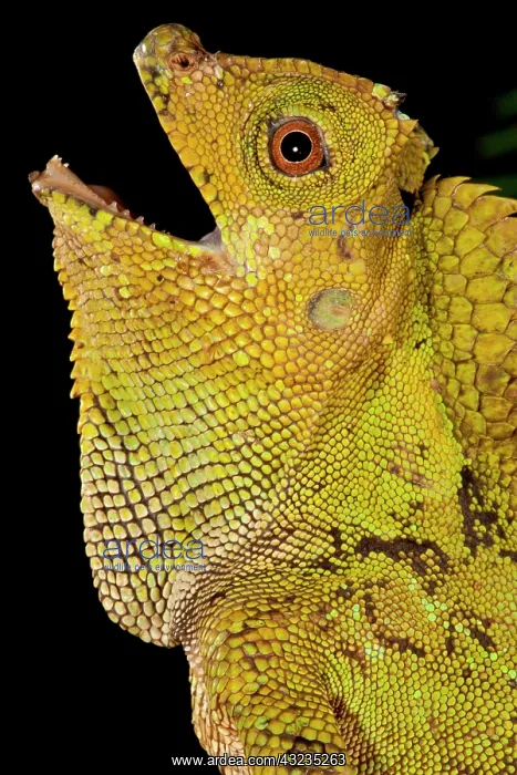 : Malaysian Crested Dragon Lizard, Goniocephalus : Malaysian Crested Dragon Lizard, Goniocephalus