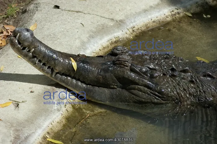 : Malaysian Gharial : Malaysian Gharial