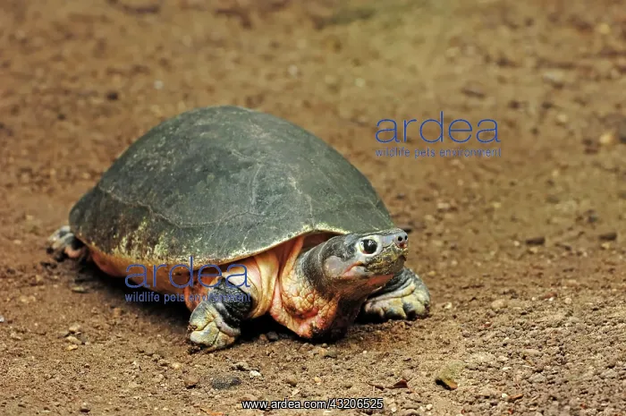: Malaysian giant turtle (Orlitia borneensis), found : Malaysian giant turtle (Orlitia borneensis), found