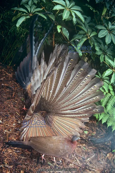 : Malaysian Great Argus - male displaying to female : Malaysian Great Argus - male displaying to female
