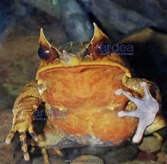 : Malaysian Horned Frog : Malaysian Horned Frog