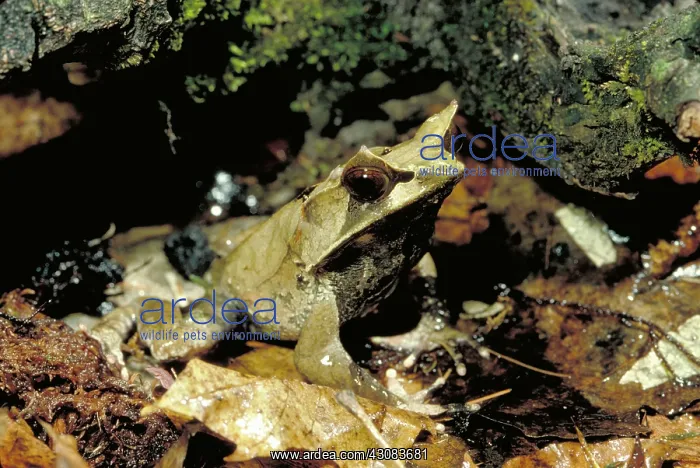 : Malaysian horned frog : Malaysian horned frog