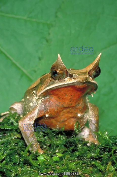 : Malaysian horned frog : Malaysian horned frog