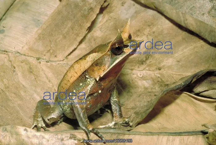 : Malaysian horned frog : Malaysian horned frog