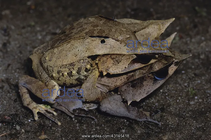 : Malaysian Horned Frogs : Malaysian Horned Frogs