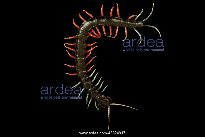 : Malaysian jewel centipede (Scolopendra sp), on b : Malaysian jewel centipede (Scolopendra sp), on b