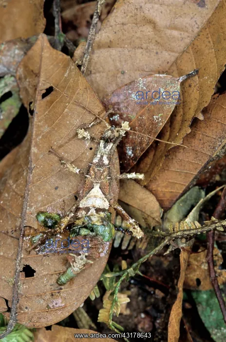 : Malaysian Jungle Nymph : Malaysian Jungle Nymph