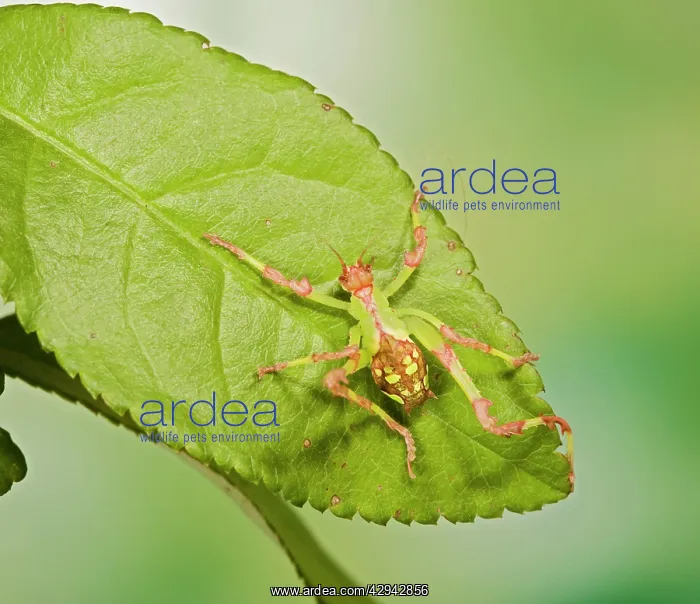 : Malaysian Katydid : Malaysian Katydid