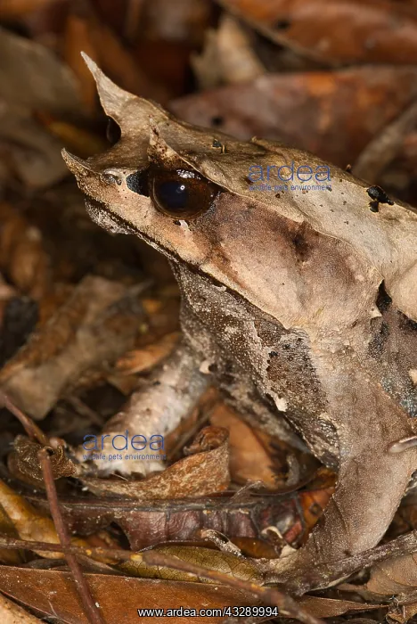 : Malaysian Leaf Frog (Megophrys nasuta) waiting : Malaysian Leaf Frog (Megophrys nasuta) waiting