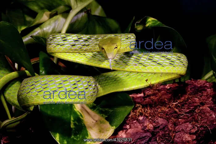 : Malaysian Long Nose Vine Snake, Ahaetulla : Malaysian Long Nose Vine Snake, Ahaetulla