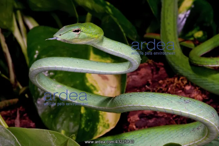 : Malaysian Long Nose Vine Snake, Ahaetulla : Malaysian Long Nose Vine Snake, Ahaetulla