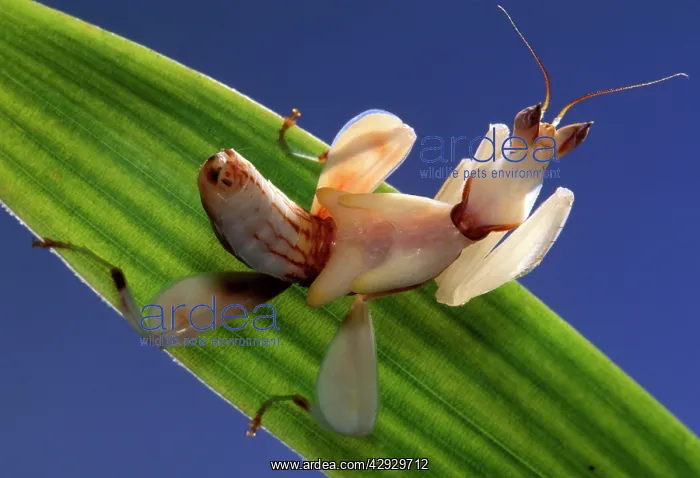 : Malaysian Orchid Mantis : Malaysian Orchid Mantis