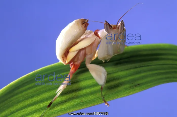 : Malaysian Orchid Mantis : Malaysian Orchid Mantis