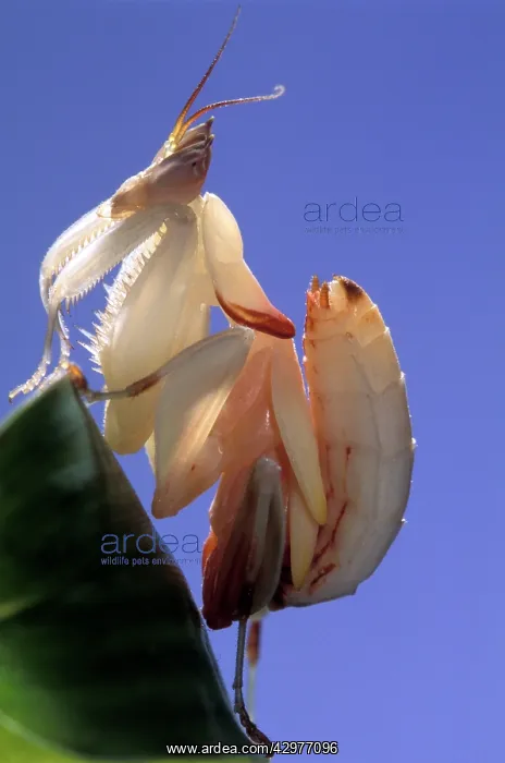 : Malaysian Orchid Mantis : Malaysian Orchid Mantis