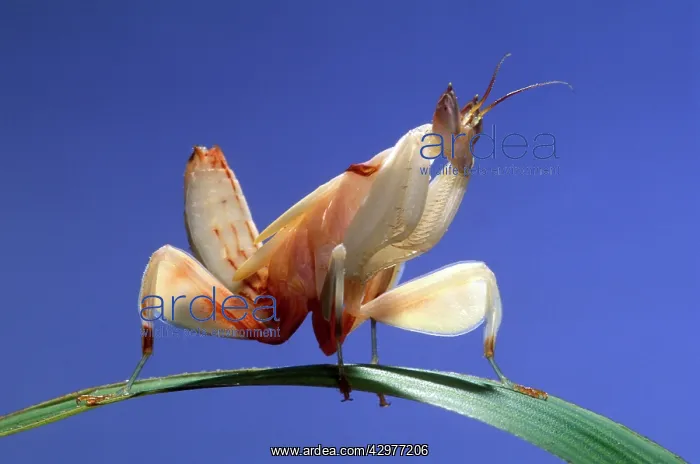 : Malaysian Orchid Mantis : Malaysian Orchid Mantis