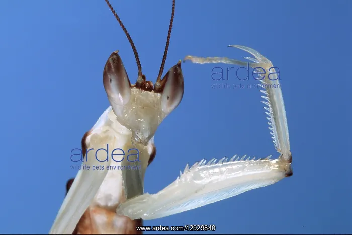 : Malaysian Orchid Mantis - close-up of head : Malaysian Orchid Mantis - close-up of head