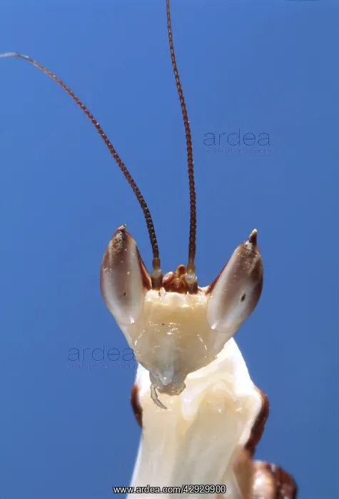 : Malaysian Orchid Mantis - close-up of head : Malaysian Orchid Mantis - close-up of head