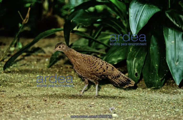 : Malaysian Peacock Pheasant : Malaysian Peacock Pheasant