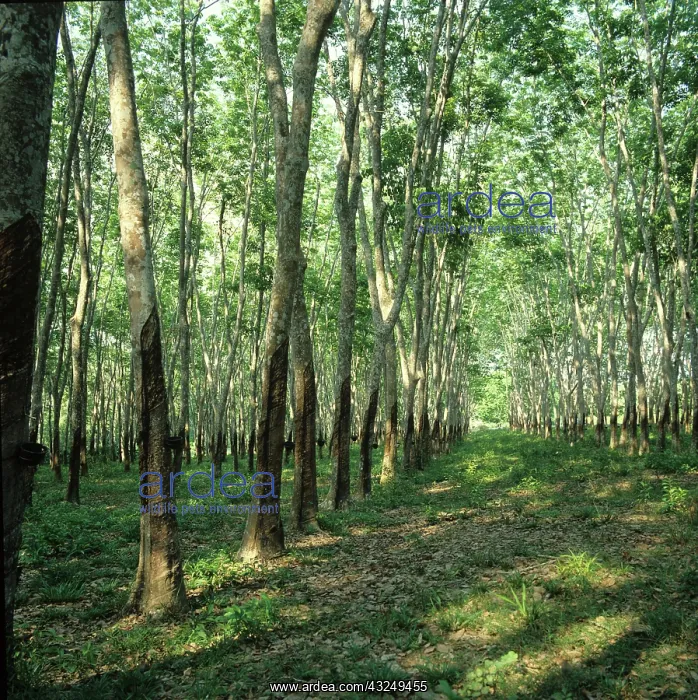  : Malaysian Rubber Plantation