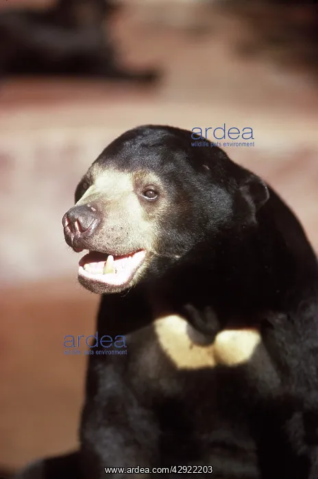 : Malaysian Sun Bear : Malaysian Sun Bear