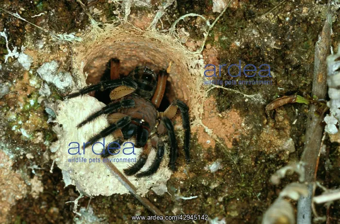 : Malaysian Trap-door / Trapdoor Spider - The world's : Malaysian Trap-door / Trapdoor Spider - The world's