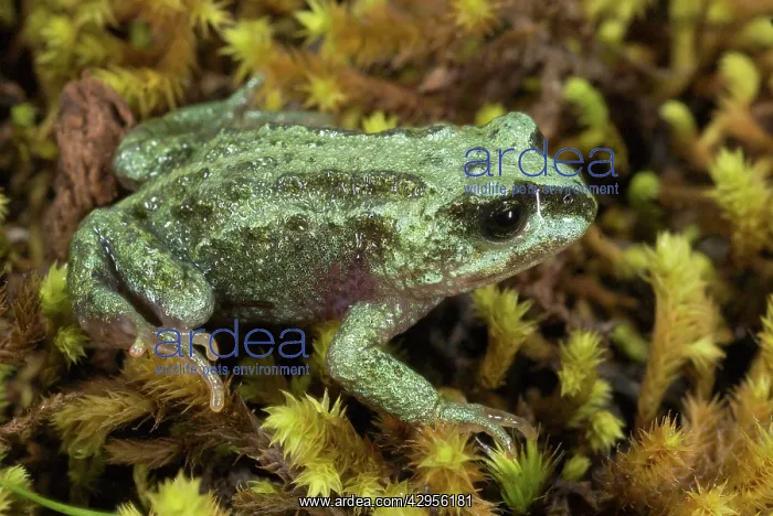 : Malcolm's Ethiopia Toad : Malcolm's Ethiopia Toad