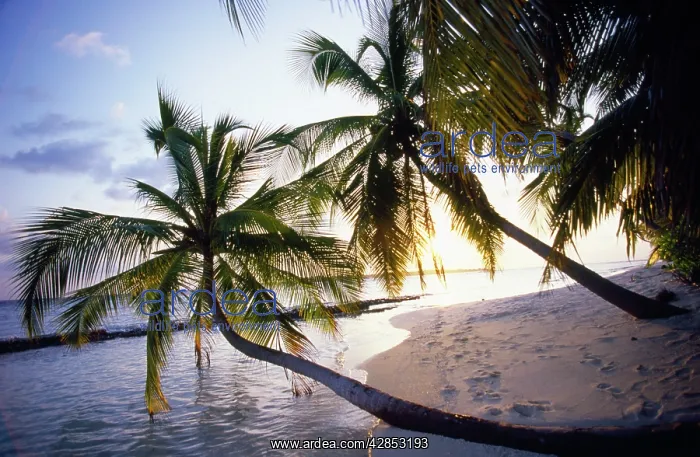 : Maldive Island - Beach and palms : Maldive Island - Beach and palms