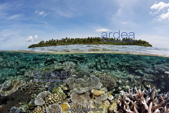 : A Maldive island covered in palm trees and a coral : A Maldive island covered in palm trees and a coral