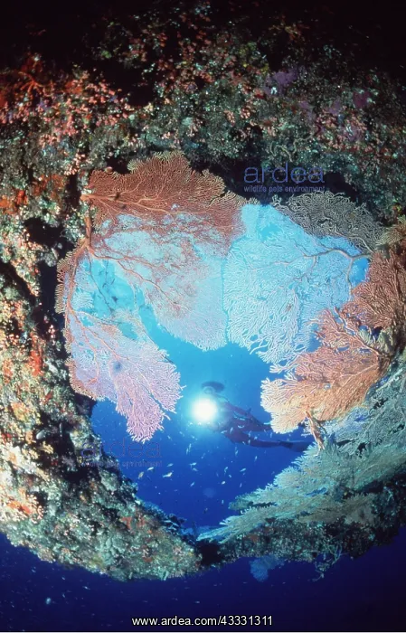 : MALDIVE Island - and suba diver in Cave : MALDIVE Island - and suba diver in Cave