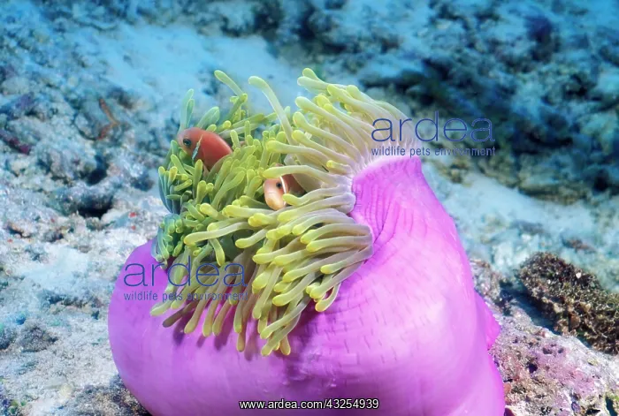 : Maldives. Anemonefish (Amphiprion nigripes) : Maldives. Anemonefish (Amphiprion nigripes)