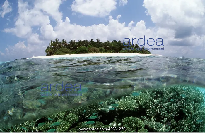 : MALDIVES - coral reef island in split-level view : MALDIVES - coral reef island in split-level view