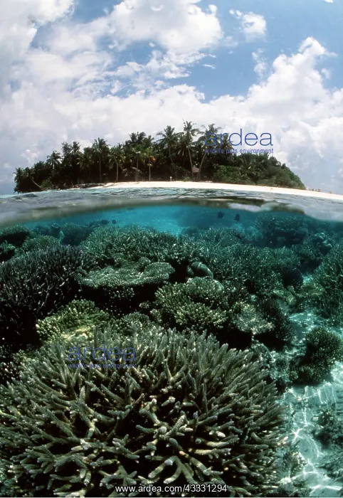 : MALDIVES - Ihuru Island & coral reef in split-level view : MALDIVES - Ihuru Island & coral reef in split-level view
