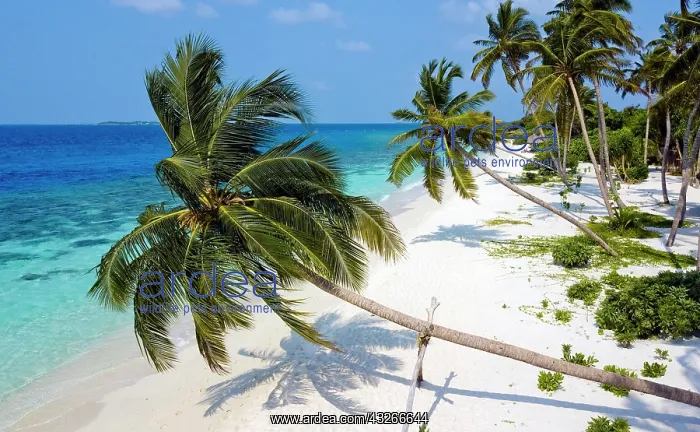 : Maldives island Filaidhoo, beach, lagoon, palms : Maldives island Filaidhoo, beach, lagoon, palms