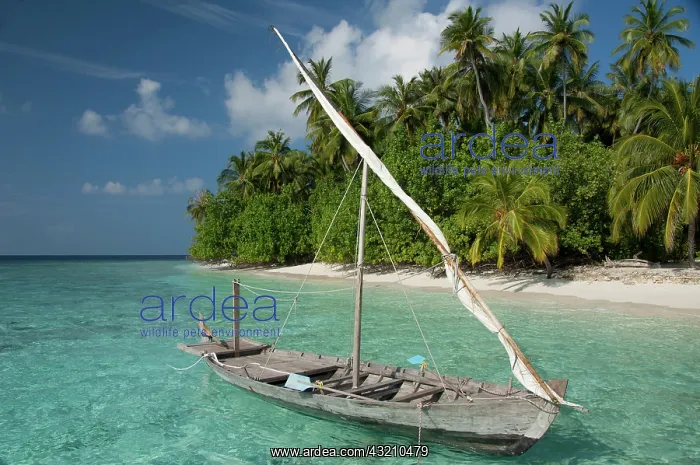 : Maldives, North Male Atoll, Island of Kuda : Maldives, North Male Atoll, Island of Kuda