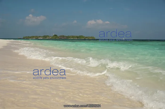 : Maldives, North Male Atoll, Island of Kuda : Maldives, North Male Atoll, Island of Kuda