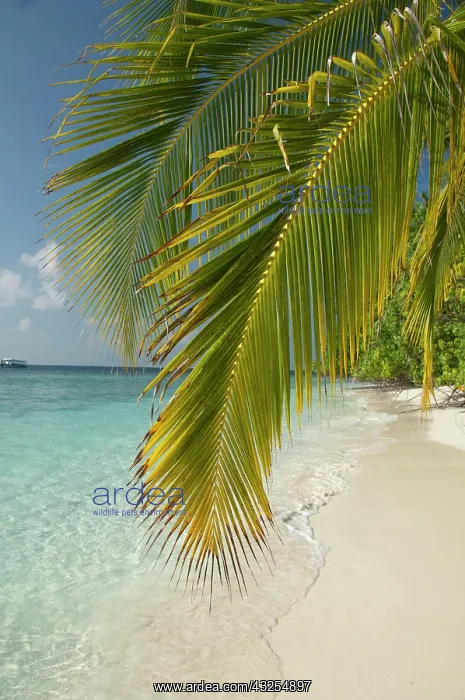 : Maldives, North Male Atoll, Island of Kuda : Maldives, North Male Atoll, Island of Kuda