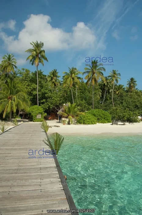 : Maldives, North Male Atoll, Island of Kuda : Maldives, North Male Atoll, Island of Kuda