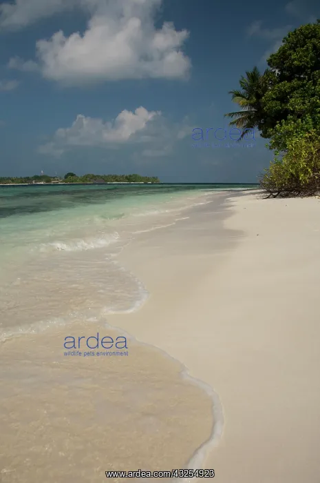 : Maldives, North Male Atoll, Island of Kuda : Maldives, North Male Atoll, Island of Kuda