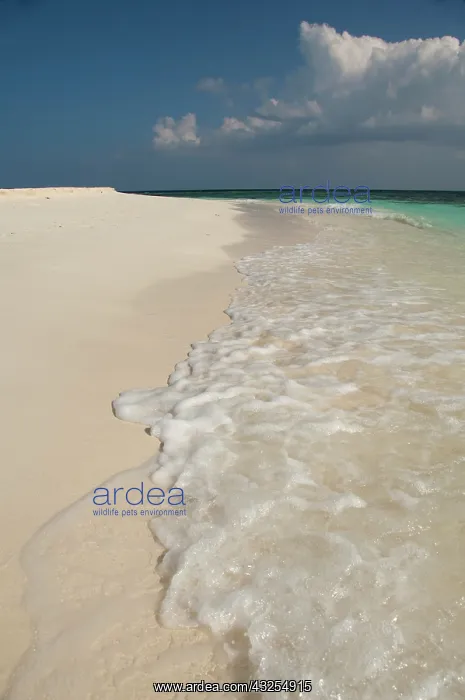  : Maldives, North Male Atoll. White sand beaches