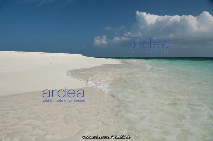  : Maldives, North Male Atoll. White sand beaches