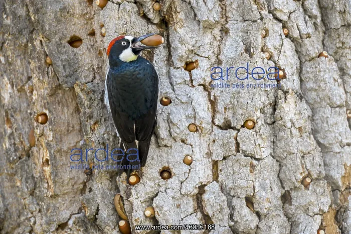 : Male Acorn Woodpecker (Melanerpes formicivorus) : Male Acorn Woodpecker (Melanerpes formicivorus)