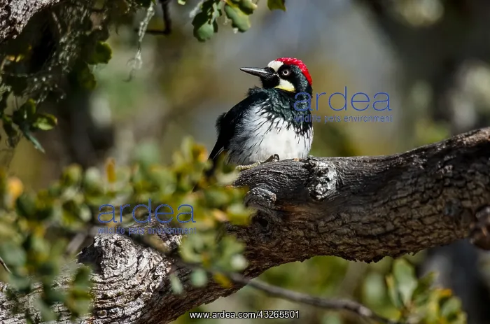 : Male Acorn Woodpecker (Melanerpes formicivorus) : Male Acorn Woodpecker (Melanerpes formicivorus)