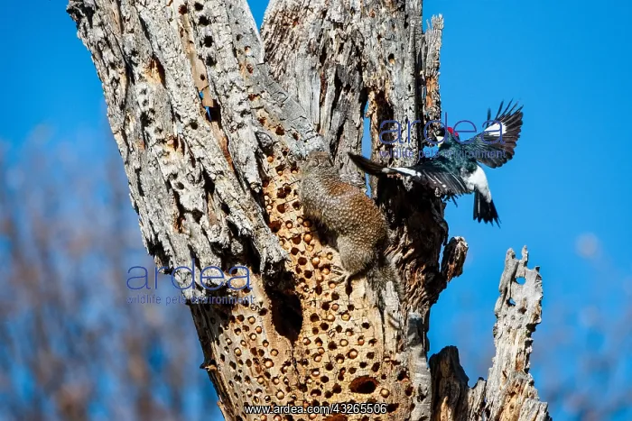 : Male Acorn Woodpecker (Melanerpes formicivorus) : Male Acorn Woodpecker (Melanerpes formicivorus)