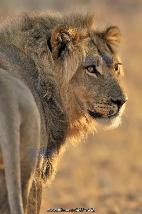 : Male African lion (Panthera leo) resting in the : Male African lion (Panthera leo) resting in the