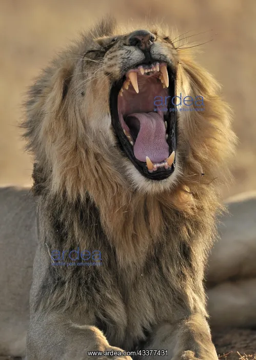 : Male African lion (Panthera leo) yawning in the : Male African lion (Panthera leo) yawning in the