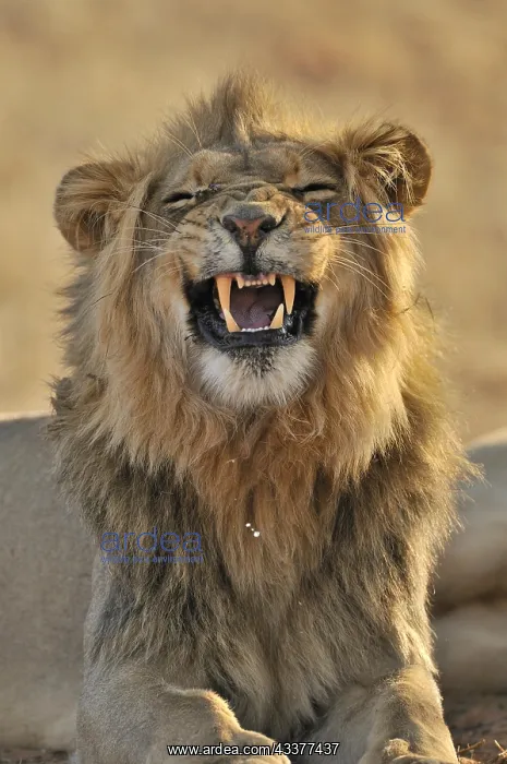 : Male African lion (Panthera leo) yawning in the : Male African lion (Panthera leo) yawning in the