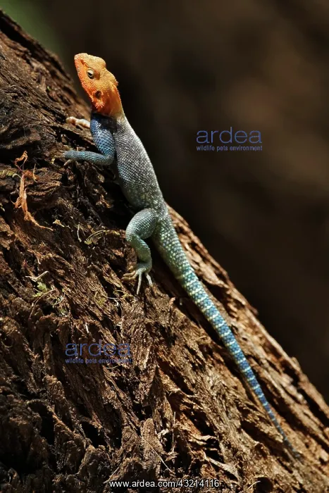 : Male Agama Lizard, Samburu National Game : Male Agama Lizard, Samburu National Game